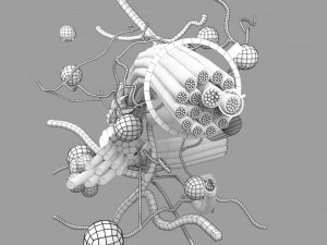 3D connective tissue elements labelled Modello 3D