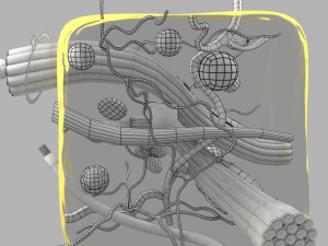 3D connective tissue elements labelled Modello 3D