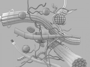 3D connective tissue elements labelled Modello 3D