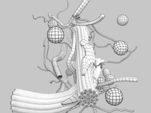 3D connective tissue elements labelled Modello 3D