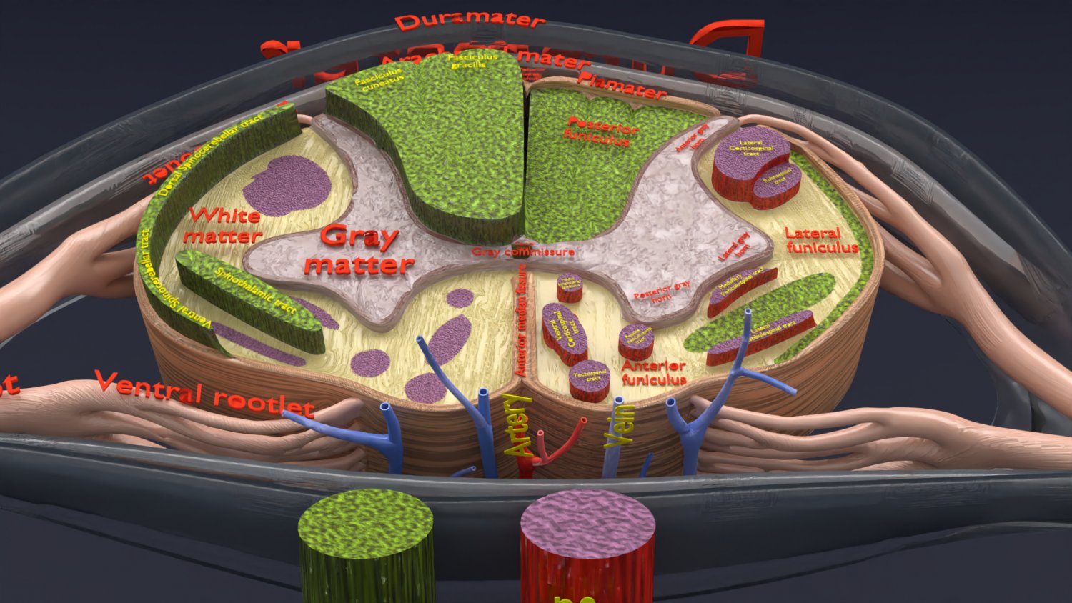 Фракс оценка переломов. Кэрри уайт и крис харгенсен. According to. Карта стереотипов. According t.