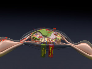 Spinal cord injuries and its various sensory and motor signs 3D Модель