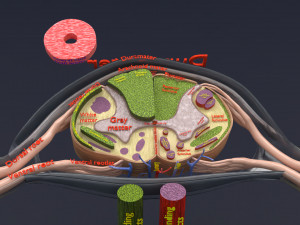 Spinal cord injuries and its various sensory and motor signs 3D Модель
