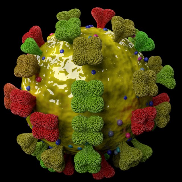 3D corona virus detail labelled cut section model 3D Модель .c4d .max .obj .3ds .fbx .stl .blend