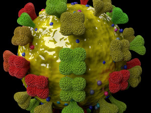 3D corona virus detail labelled cut section model 3Dモデル