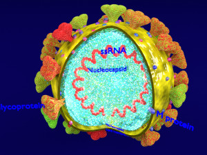 3D corona virus detail labelled cut section model Modelo 3D