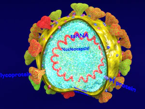 3D corona virus detail labelled cut section model 3D Model