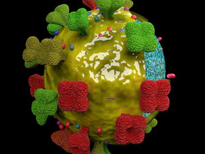 3D corona virus detail labelled cut section model 3D Model