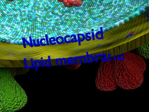 3D corona virus detail labelled cut section model Modelo 3D