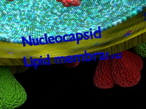 3D corona virus detail labelled cut section model 3D Model