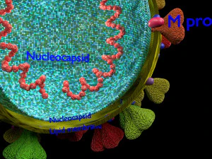 3D corona virus detail labelled cut section model 3D Model
