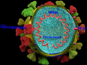 3D corona virus detail labelled cut section model 3D Model