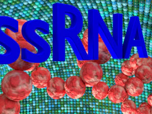 3D corona virus detail labelled cut section model 3D Model
