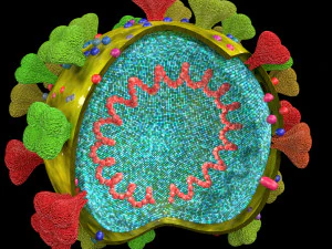 3D corona virus detail labelled cut section model 3D Model