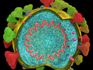 3D corona virus detail labelled cut section model Modelo 3D