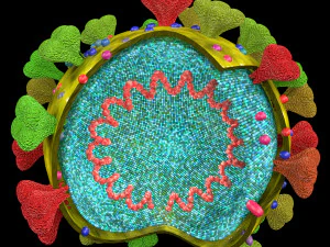3D corona virus detail labelled cut section model 3D Model
