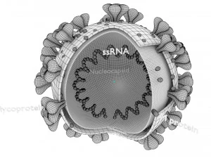 3D corona virus detail labelled cut section model 3D Model