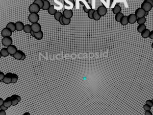 3D corona virus detail labelled cut section model Modelo 3D