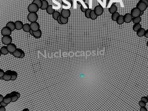 3D corona virus detail labelled cut section model 3D Model