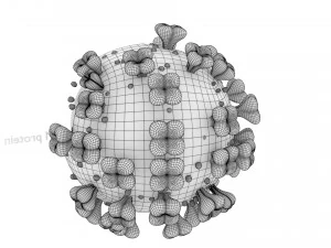 3D corona virus detail labelled cut section model 3D Model