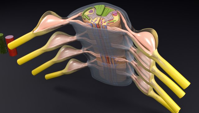 Spinal cord transverse section coverings label Model 3D .c4d .max .obj .3ds .fbx .stl .blend 