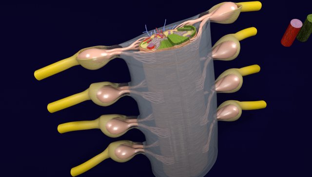 Lumbar Spine Anatomy  Download Scientific Diagram