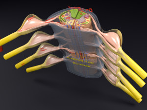 Spinal cord transverse section coverings label Model 3D