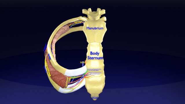 Intercostal space anatomy 3D 모델 .c4d .max .obj .3ds .fbx .stl .blend 