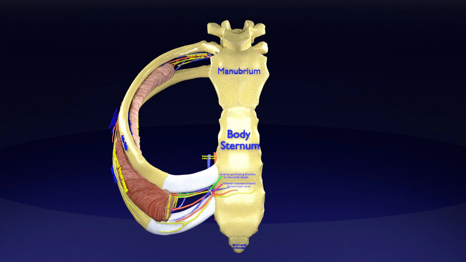 Intercostal space anatomy 3D Model .c4d .max .obj .3ds .fbx .stl .blend 