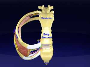 Intercostal space anatomy 3D Модель