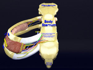 Intercostal space anatomy 3D 모델