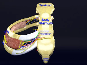 Intercostal space anatomy 3D Model