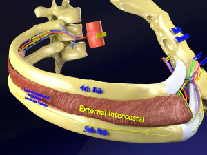 Intercostal space anatomy 3D Model