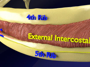 Intercostal space anatomy 3D Model