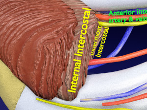 Intercostal space anatomy 3D 모델