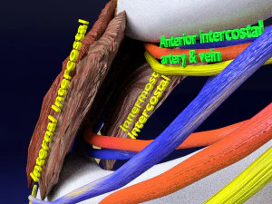 Intercostal space anatomy 3D Model