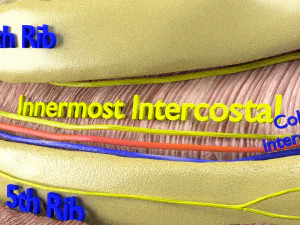 Intercostal space anatomy 3D Model