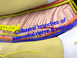 Intercostal space anatomy 3D 모델
