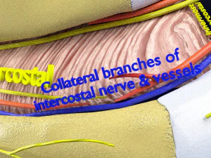 Intercostal space anatomy 3D Model
