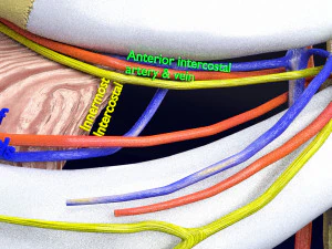 Intercostal space anatomy 3D Model