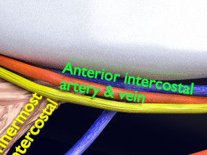 Intercostal space anatomy 3D 모델