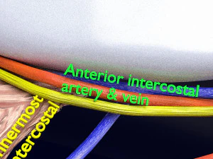 Intercostal space anatomy 3D Model