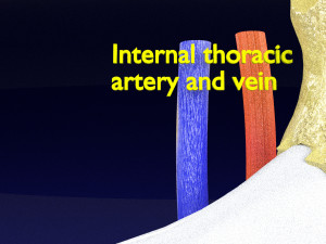 Intercostal space anatomy 3D 모델