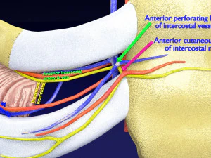Intercostal space anatomy 3D Model