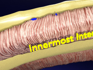 Intercostal space anatomy 3D 모델