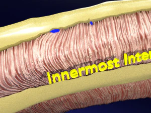 Intercostal space anatomy 3D Model