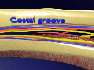 Intercostal space anatomy 3D Model