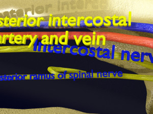 Intercostal space anatomy 3D 모델