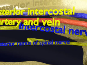 Intercostal space anatomy 3D Model