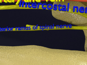 Intercostal space anatomy 3D 모델